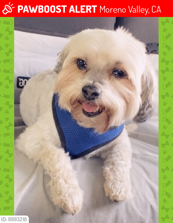 Moreno Valley, CA Lost Male Dog, Boomer Is Missing PawBoost