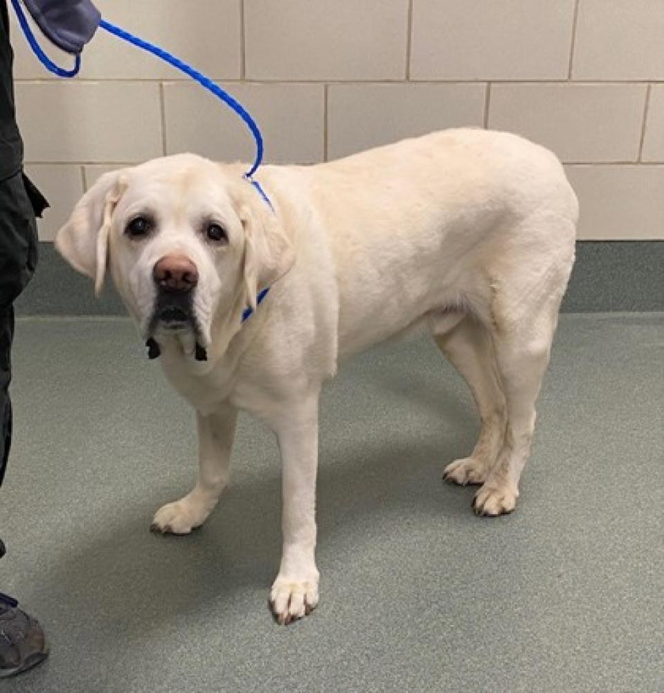 Shelter Stray Male Dog last seen Reston, VA, 20191, 11762 Indian Ridge Dr., Fairfax County, VA, Fairfax, VA 22032