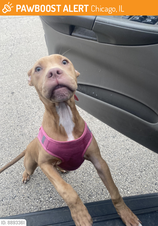 Rehomed Female Dog last seen 83rd and Western Chgo , Chicago, IL 60620