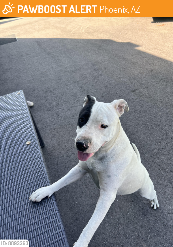 Found/Stray Female Dog last seen Near N 37 Ave, Phoenix, AZ 85009