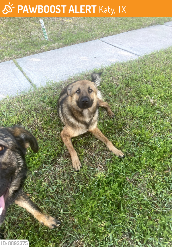 Found/Stray Unknown Dog last seen Colonial Parkway at Colonial Crest Stonecrest subdivision, Katy, TX 77492