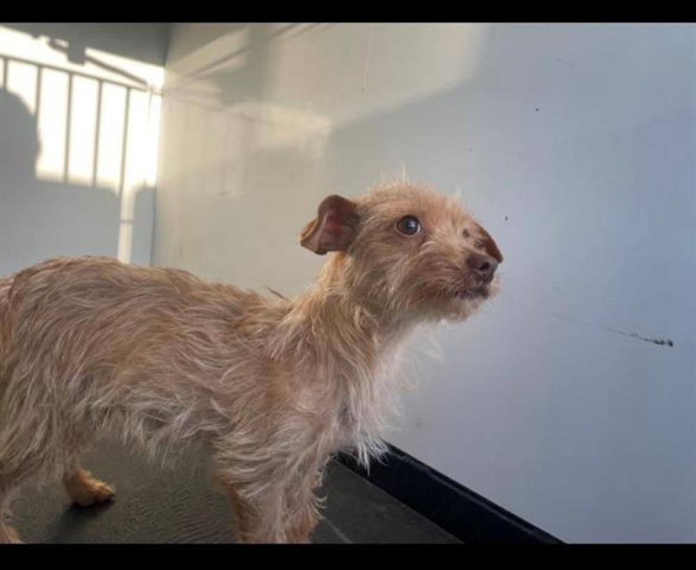 Shelter Stray Female Dog last seen Near BLK S REAL RD, BAKERSFIELD, CA, Bakersfield, CA 93307