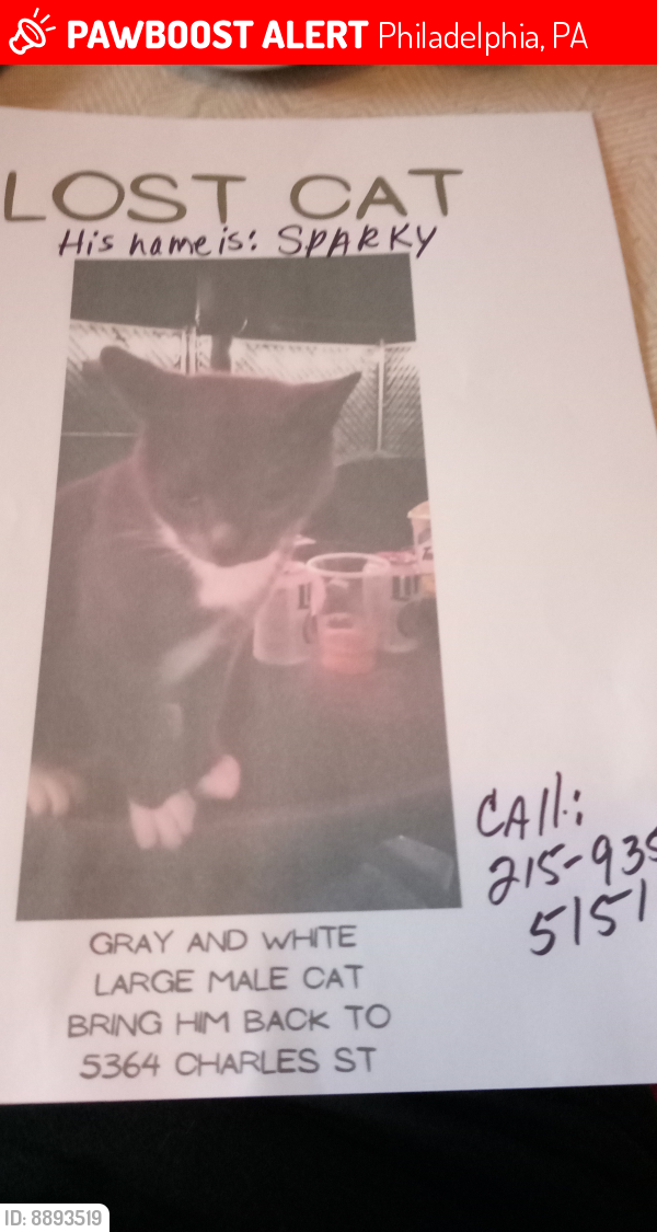 Lost Male Cat last seen Driveway between Sanger and brill sts mt Carmel Cemetery in back driveway, Philadelphia, PA 19124