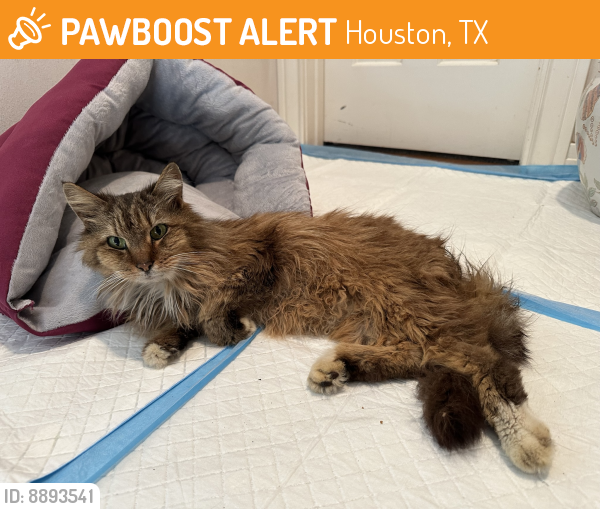 Deceased Female Cat last seen Chimney Rock and Terwilliger Way, Houston, TX 77056