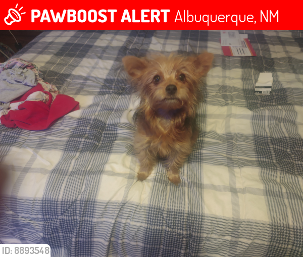Lost Female Dog last seen Near Latir Mesa Rd NW , Albuquerque, NM 87114