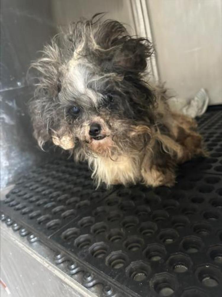 Shelter Stray Male Dog last seen Near BLOCK W ANDERSON LN, Austin, TX 78702