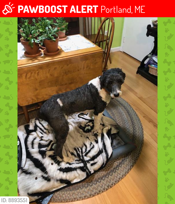 Lost Female Dog last seen Payson Park and Baxter Blvd. Portland, ME 04103, Portland, ME 04101
