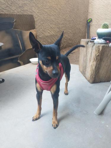 Found/Stray Male Dog last seen Mesa Dr and Southern , Mesa, AZ 85201