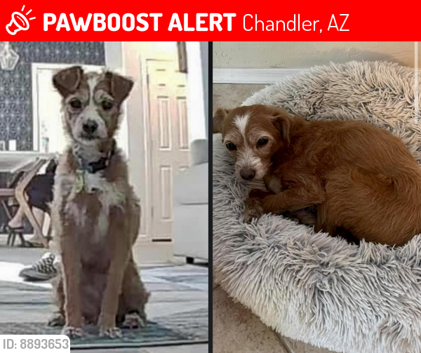 Lost Male Dog last seen McQueen/ocotillo , Chandler, AZ 85286
