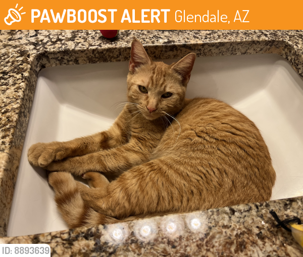 Rehomed Female Cat last seen 95th Ave and Camelback, Glendale, AZ 85305