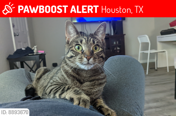 Lost Female Cat last seen Calloway St & Midway St, Houston, TX 77029