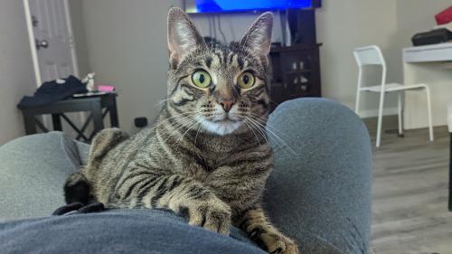 Lost Female Cat last seen Calloway St & Midway St, Houston, TX 77029