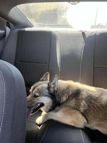 Lost Unknown Dog last seen Near freeway-Glendale, Phoenix, AZ 85012
