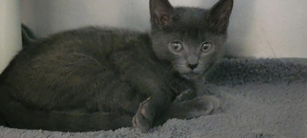 Shelter Stray Unknown Cat last seen Near Hendrix Street, BROOKLYN, NY, 11207, New York, NY 11208