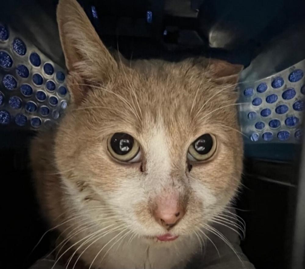 Shelter Stray Unknown Cat last seen 86-29 111th Street, RICHMOND HILL, NY, 11418, New York, NY 11208