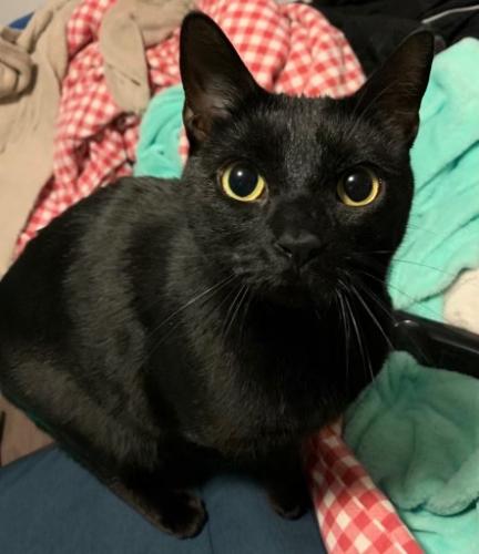 Lost Male Cat last seen Clark Rd and Connie Ln , Jessup, MD 20794