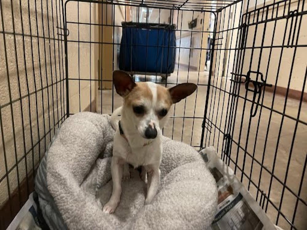 Shelter Stray Male Dog last seen , Austin, TX 78702