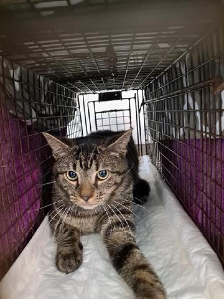 Shelter Stray Unknown Cat last seen Near BLOCK SW 35 CT, MIRAMAR FL 33023, Davie, FL 33312