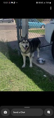 Found/Stray Male Dog last seen 7th ave and georgia, Phoenix, AZ 85013