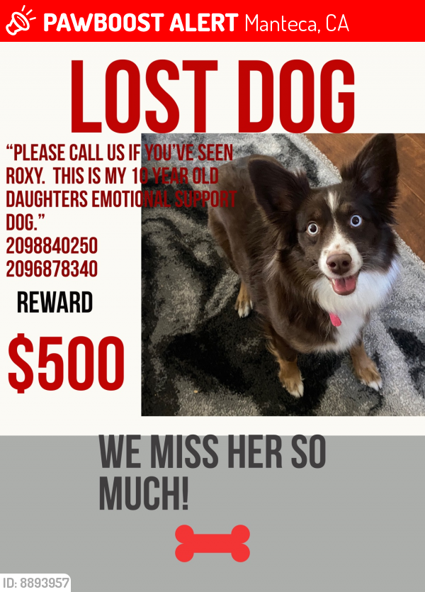 Lost Female Dog last seen Abby Glenn, Manteca, CA 95336