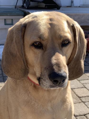 Lost Male Dog last seen Zachary Lane N and 37th Ave N, Plymouth, MN, Plymouth, MN 55446