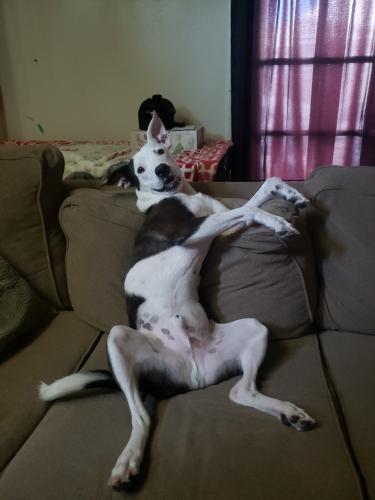 Lost Male Dog last seen 51st Ave and Bell Rd, Phoenix, AZ 85306