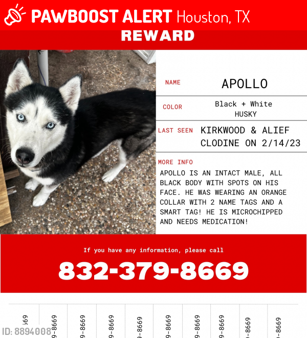 Lost Male Dog last seen Alief  clorine , Houston, TX 77072