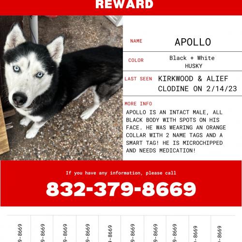 Lost Male Dog last seen Alief  clorine , Houston, TX 77072