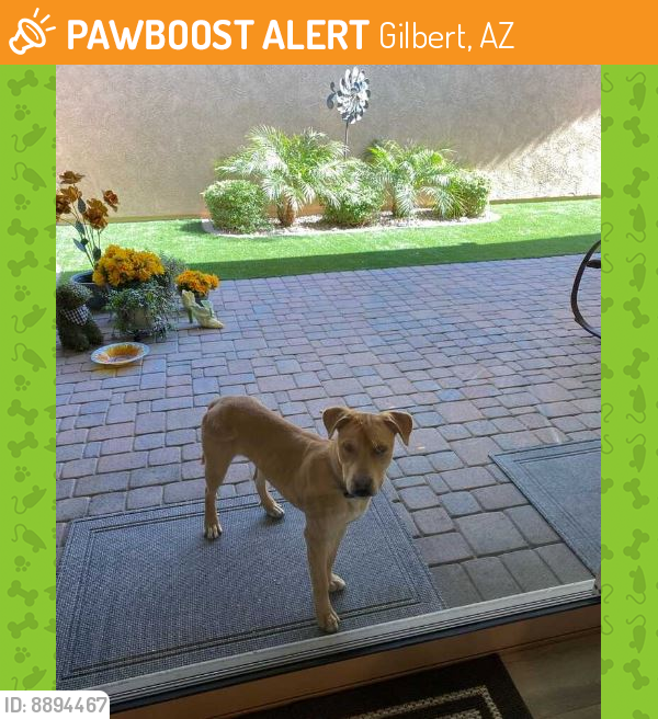 Found/Stray Male Dog last seen Pecos & Power / Power Ranch, Gilbert, Gilbert, AZ 85297
