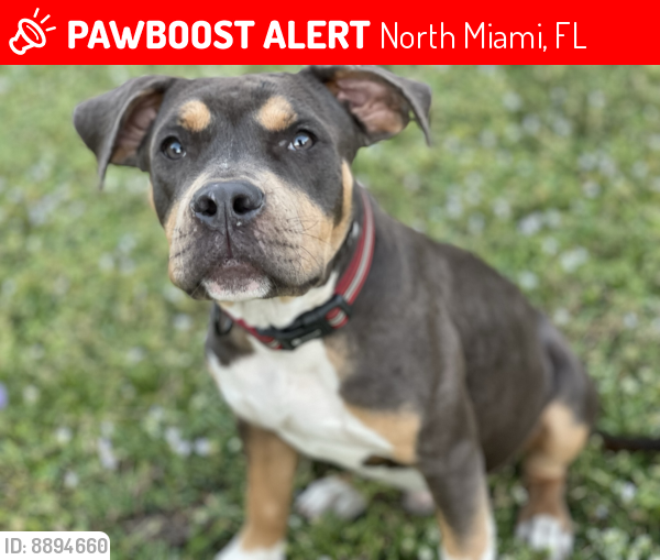 Lost Male Dog last seen Oleander park, North Miami, FL 33167