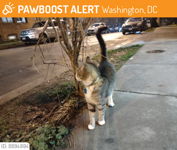 Found/Stray Unknown Cat last seen EonMobil outside, Washington, DC 20010