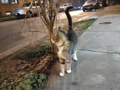 Found/Stray Unknown Cat last seen EonMobil outside, Washington, DC 20010