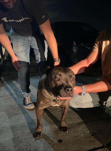 Found/Stray Male Dog last seen 20th Ct Hollywood, Hollywood, FL 33020