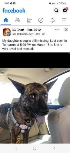 Lost Female Dog last seen Tamarron, Casa Grande, AZ 85122