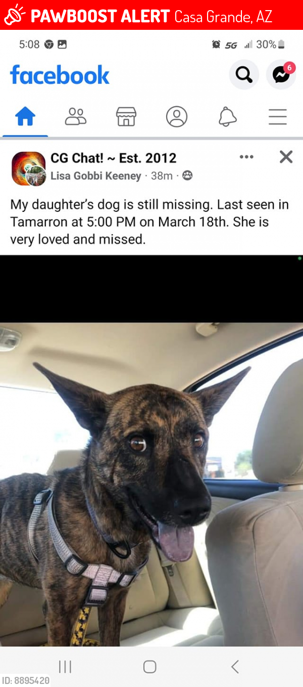 Lost Female Dog last seen Tamarron, Casa Grande, AZ 85122