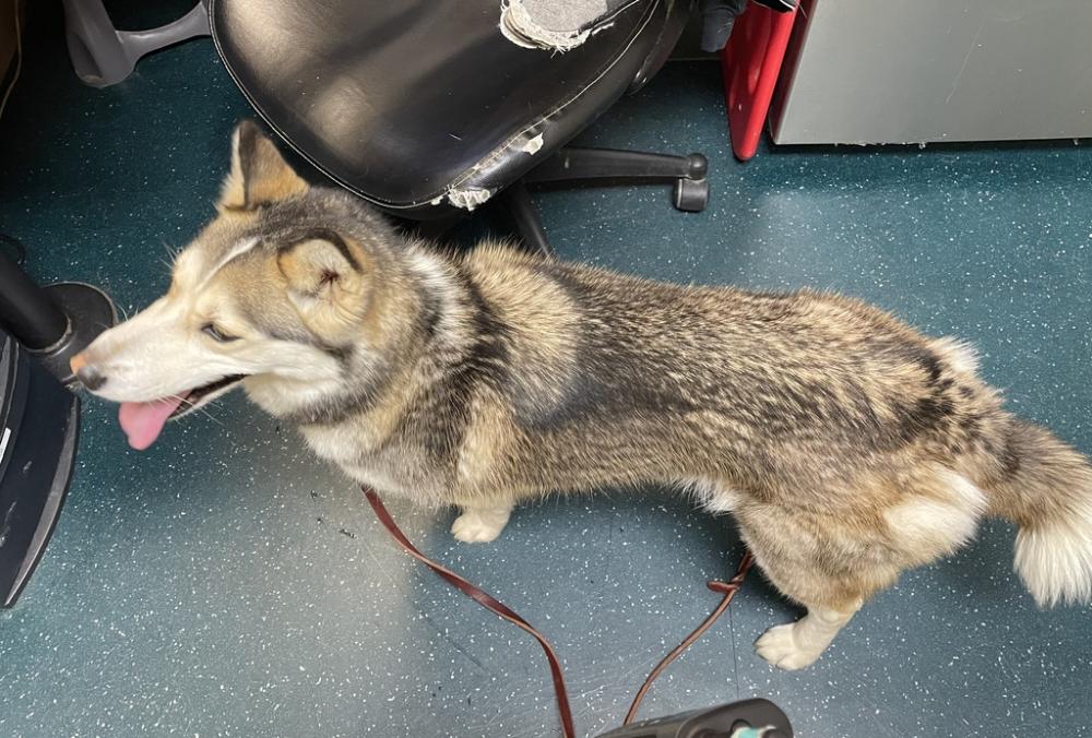 Shelter Stray Female Dog last seen Capistrano Drive, Oceanside, CA, 92058, San Diego, CA 92110