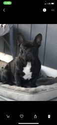 Lost Male Dog last seen New Avenue & Valley, Alhambra, CA 91801