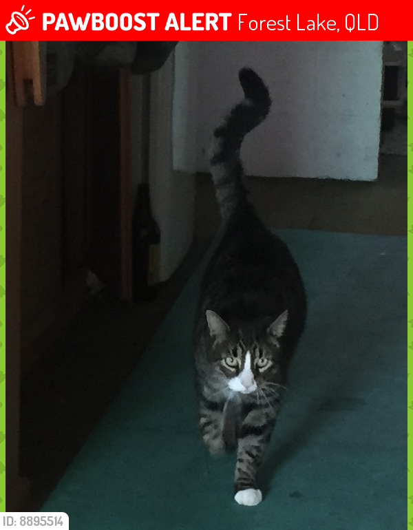 Lost Male Cat last seen Joffre Place, Forrest Lake, Forest Lake, QLD 4078