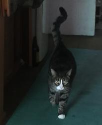 Lost Male Cat last seen Joffre Place, Forrest Lake, Forest Lake, QLD 4078