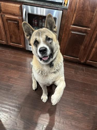 Lost Male Dog last seen Faudree , Odessa, TX 79762
