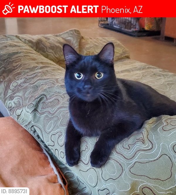 Lost Male Cat last seen N 26th Street & Cambridge (Foot Addition Neighborhood), Phoenix, AZ 85008
