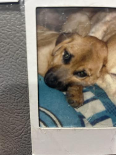 Lost Female Dog last seen Deerfield Ave & 54th street, Deerfield Beach, FL 33441