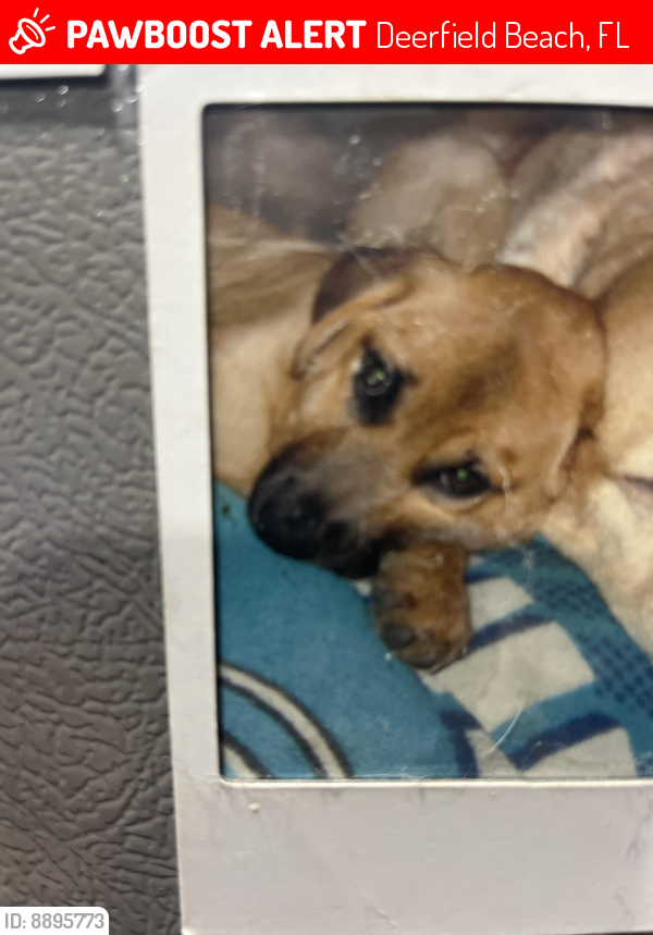 Lost Female Dog last seen Deerfield Ave & 54th street, Deerfield Beach, FL 33441