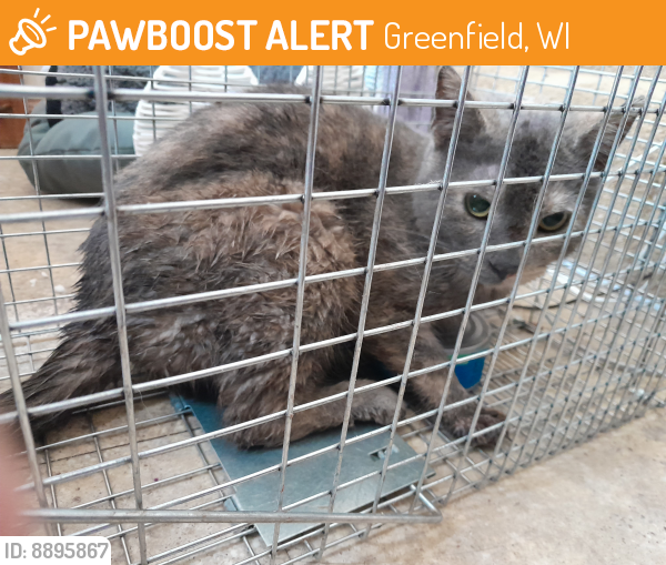 Found/Stray Unknown Cat last seen Howard, Greenfield, WI 53221