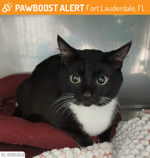 Found/Stray Male Cat last seen Gas station on 17th street, Fort Lauderdale, FL 33316