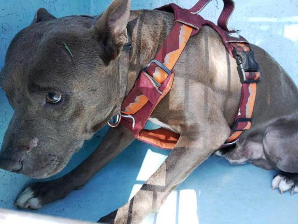 Shelter Stray Male Dog last seen Near BLOCK SW 2 ST, HALLANDALE FL 33009, Davie, FL 33312