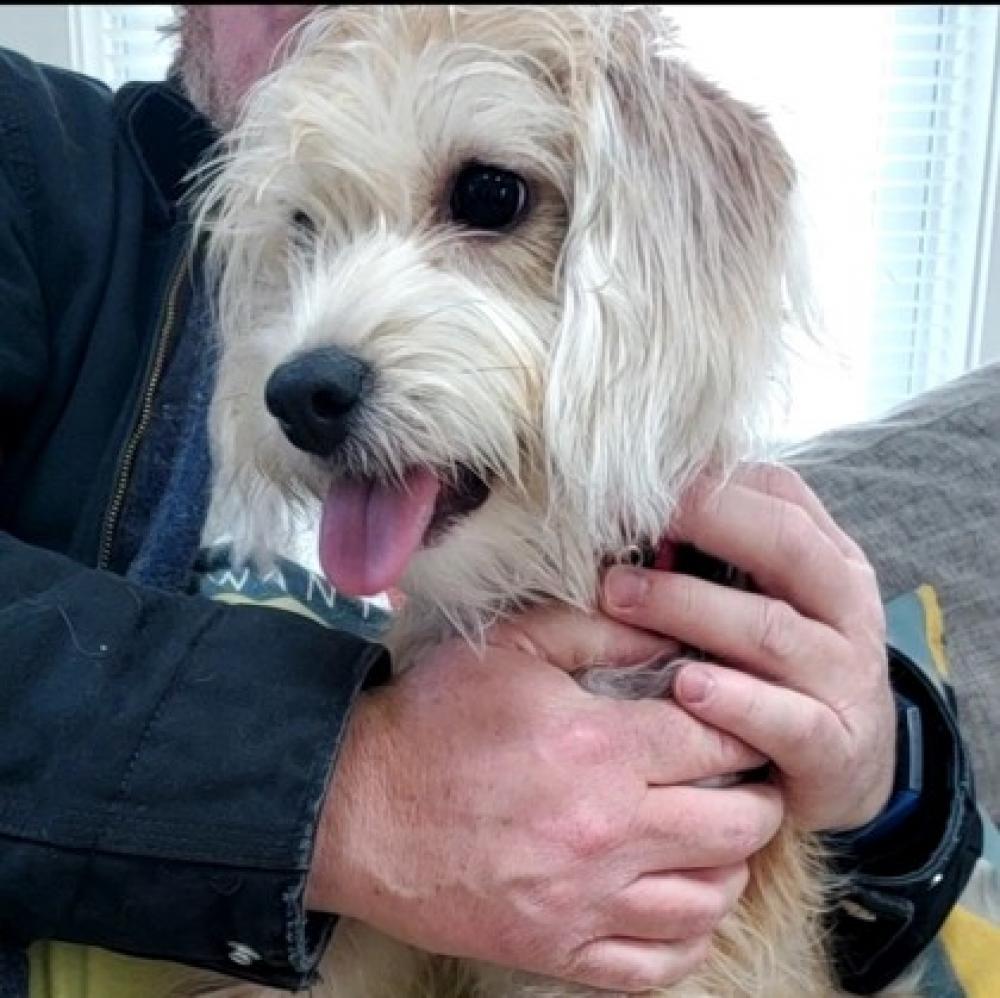 Shelter Stray Female Dog last seen West Falls Church, VA 22042, Fairfax, VA 22032