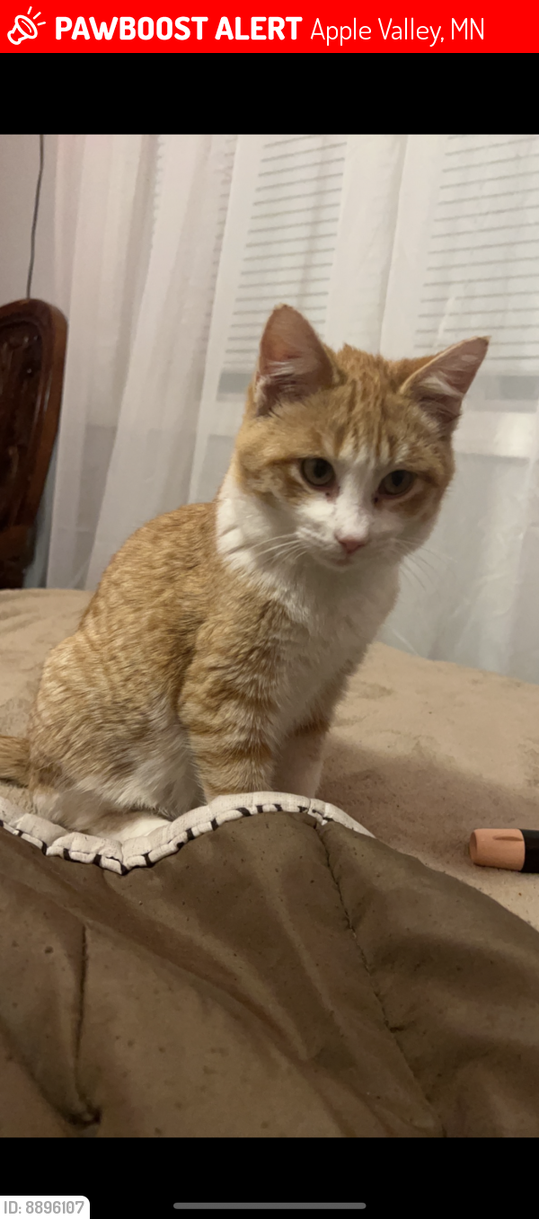 Lost Male Cat last seen 132nd st next to green leaf elementary school and nordic park, Apple Valley, MN 55124