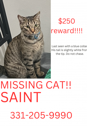 Lost Male Cat last seen Illnois , Aurora, IL 60506