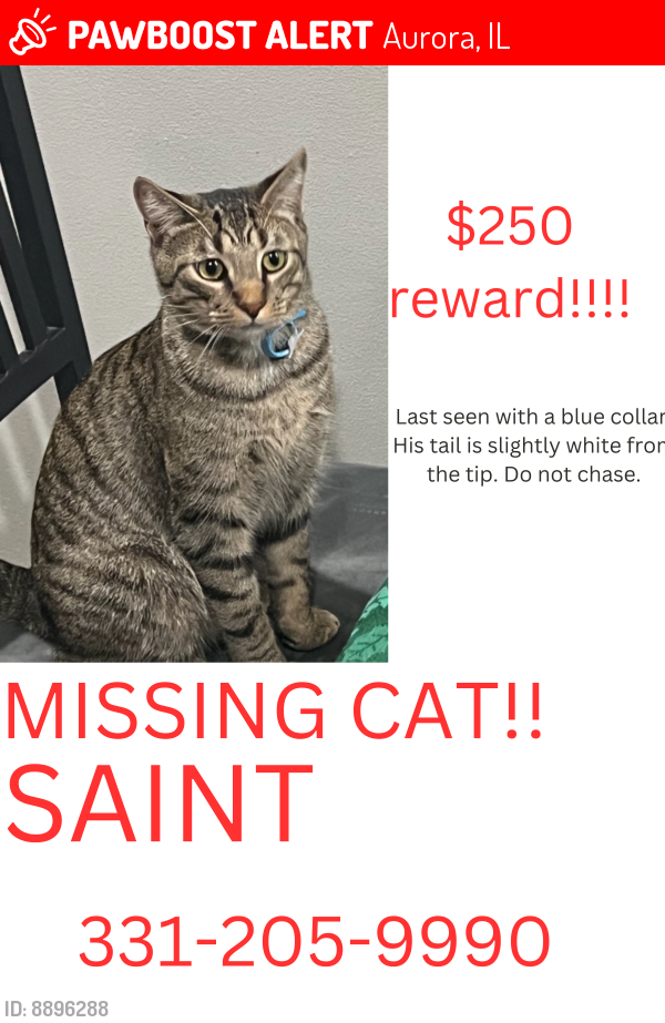Lost Male Cat last seen Illnois , Aurora, IL 60506